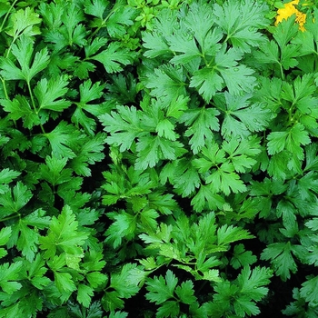 Parsley - Italian Flat