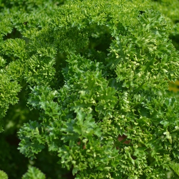 Parsley - Curled (Moss)