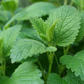 Melissa Officinalis - Lemon Balm