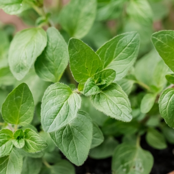 Oregano Vulgares - Greek