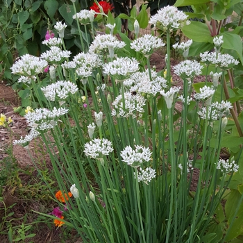 Chives - Garlic