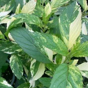 Mint - Peppermint Variegated