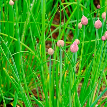 Chives - Fine Leaved