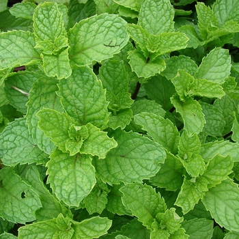 Mint - Spearmint