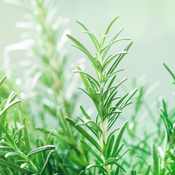 Rosemary - Spice Island