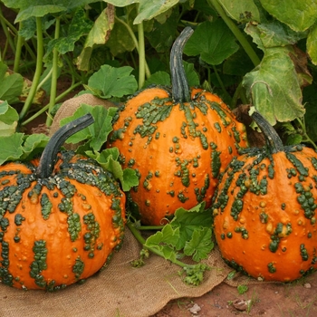 Pumpkin - Warty Goblin