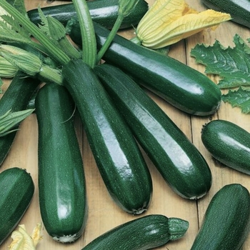 Squash - Summer - Black Beauty Zucchini