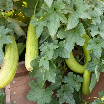 Gourd - Loofah