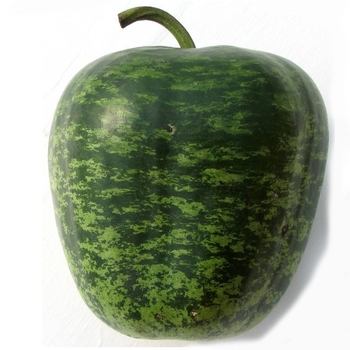 Gourd - Ornamental Apple