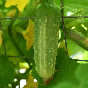 Cucumber - Pickling - Bush Pickle