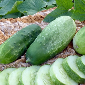 Cucumber - Pickling - Homemade Pickles