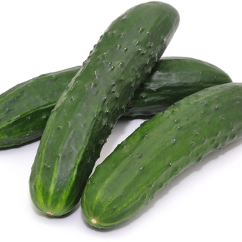 Cucumber - Burpless - Burpless Supreme