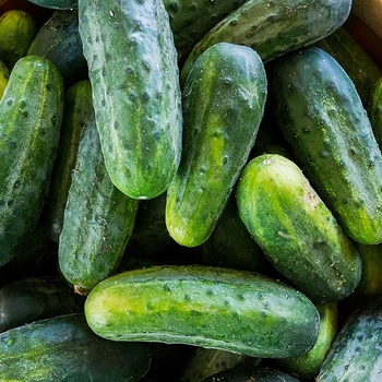 Cucumber - Slicing - Bush Crop