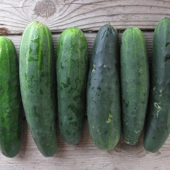 Cucumber - Slicing - Marketmore 76