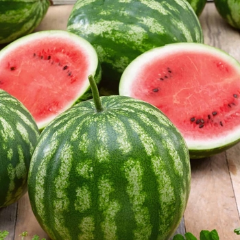 Watermelon - California Sweet Bush