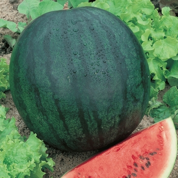 Watermelon - Sugar Baby