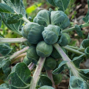 Brussel Sprouts - Jade Cross E