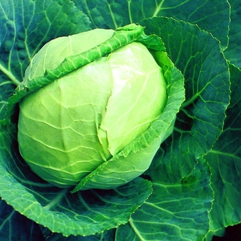 Cabbage - Early Flat Dutch