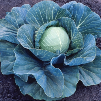 Cabbage - Stonehead