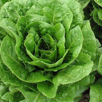 Lettuce - Buttercrunch