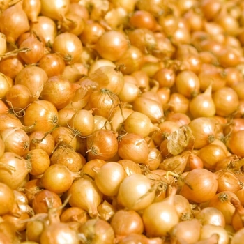 Onion - Yellow Sets