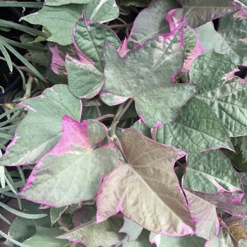 Ipomoea - Sweet Potato Vine - Tri-color