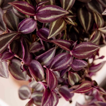 Tradescantia - Purple Wandering Jew