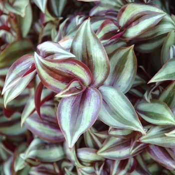 Tradescantia - Red Silver Wandering Jew