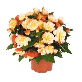 Begonia hybrid - Interspecific - Scentiment Peachy Keen