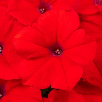Petunia - Premium - Hell's Heat 