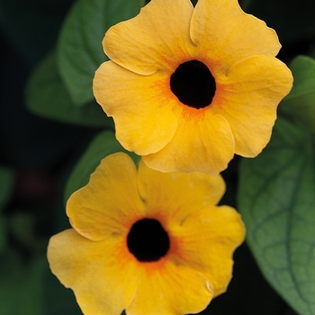 Thunbergia - Black-eyed Susan Vine - Tower Power Apricot