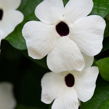 Thunbergia - Black-eyed Susan Vine - Tower Power White