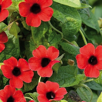 Thunbergia - Black-eyed Susan Vine - Sunny Susy Brownie