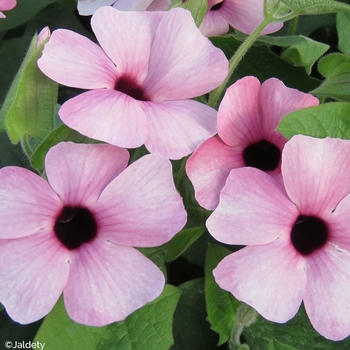 Thunbergia - Black-eyed Susan Vine - Sunny Susy Pink Beauty