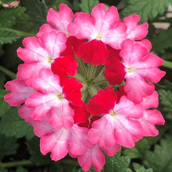 Verbena - Lanai® Twister Hot Lips