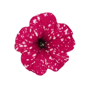 Petunia - Premium - Surprise Sparkle Red