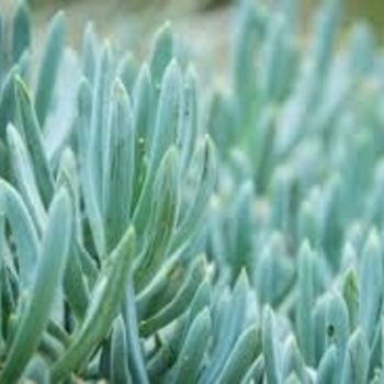 Senecio vitalis 'Blue Chalk Finger' - Serpents