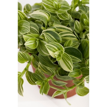 Tradescantia - Sanna Wandering Jew
