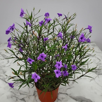 Ruellia brittoniana - 'Purple Showers' Mexican Petunia