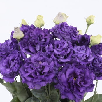 Eustoma grandiflorum - 'Voyage II Blue' Lisianthus