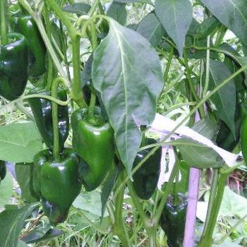 Capsicum annuum - 'Ancho Poblano' Hot Pepper