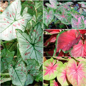 Caladium bicolor - Assorted, Caladium