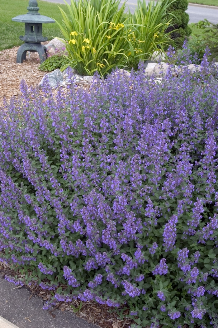 Walker's Low - Nepeta - Catmint from Bloomfield Garden Center