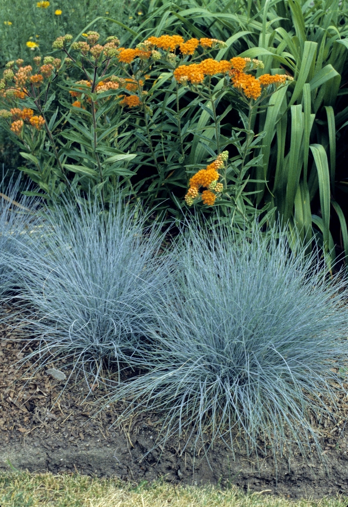Elijah Blue Fescue - Festuca glauca from Bloomfield Garden Center