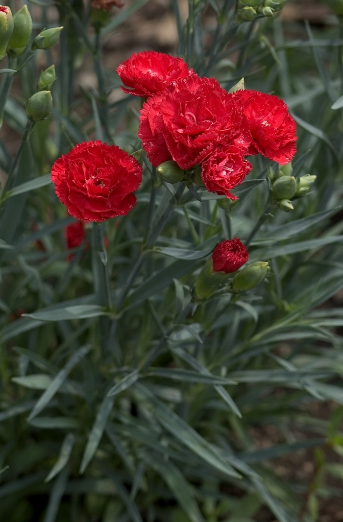 Grenadin Cardinal Red' Carnation - Dianthus caryophyllus from Bloomfield Garden Center