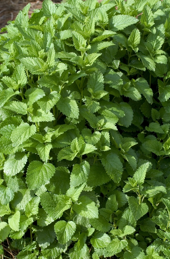 Lemon balm - Melissa officinalis from Bloomfield Garden Center