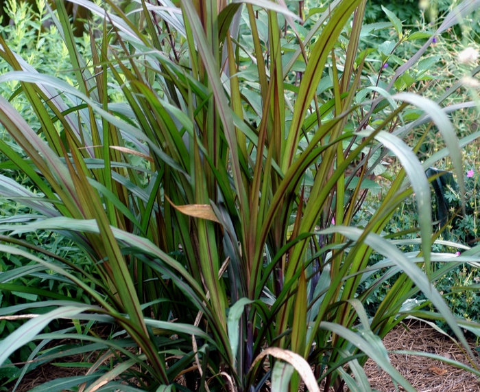 Prince - Purple Fountain Grass - Pennisetum purpureum from Bloomfield Garden Center