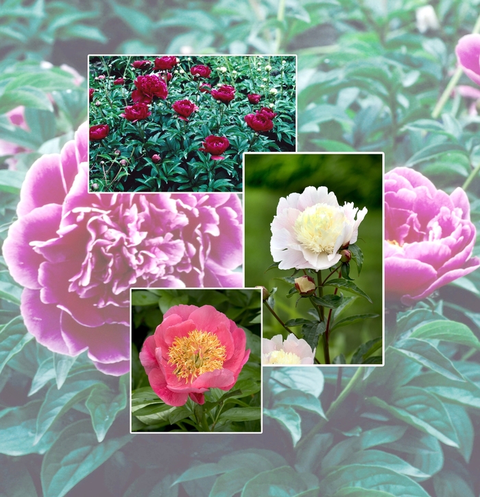 Multiple Varieties - Paeonia from Bloomfield Garden Center