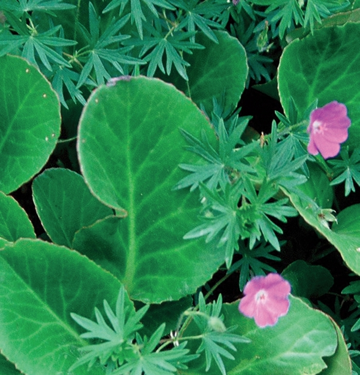 ''Winterglut (Winter Glow)'' Heartleaf Bergenia, Pigsqueak - Bergenia cordifolia from Bloomfield Garden Center