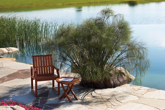Graceful Grasses&reg; King Tut&reg; - Cyperus papyrus from Bloomfield Garden Center